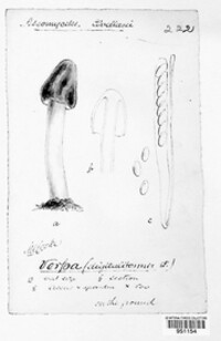 Image of Verpa digitaliformis